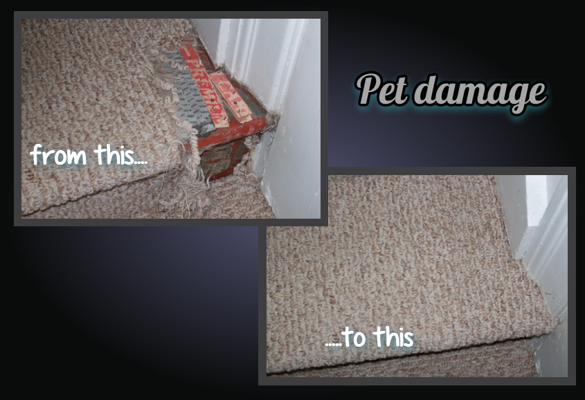 Edmonton Carpet Repairs Carpet Stretching Berber Carpet Repairs Pet Damage To Carpet Carpet Repairs And Carpet Stretching