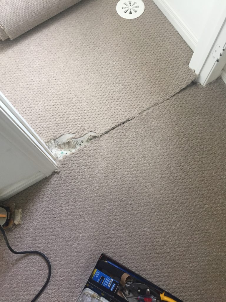 berber carpet damaged by dog